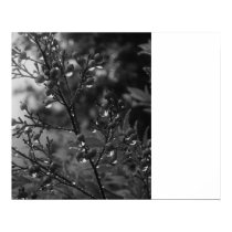 Bamboo dew in black and white posters