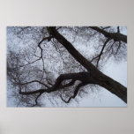 Bamboo Dreams Posters