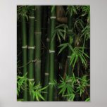 Bamboo ... Fao Rai, Nong Khai, Isaan, Thailand posters