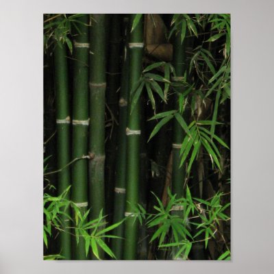 Bamboo ... Fao Rai, Nong Khai, Isaan, Thailand Poster by goisaan