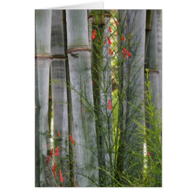 Bamboo With Flowers