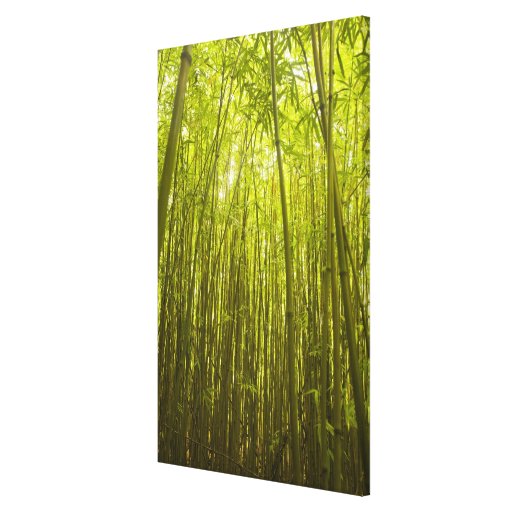 Bamboo Forest near Waikamoi Ridge Trail, North Gallery Wrap Canvas