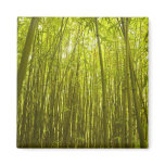 Bamboo Forest near Waikamoi Ridge Trail, North Magnets