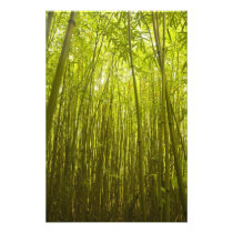 Bamboo Forest near Waikamoi Ridge Trail, North