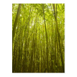 Bamboo Forest near Waikamoi Ridge Trail, North Post Cards