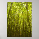 Bamboo Forest near Waikamoi Ridge Trail, North
