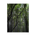 Bamboo Forest of Kyoto posters by tinster_1021 Bamboo Forest of Kyoto posters