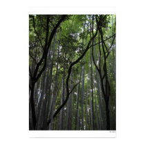 Bamboo Forest of Kyoto posters