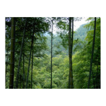Bamboo Forest posters by Intelligent_Dezign Bamboo Forest posters