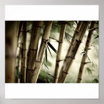 Bamboo forest posters