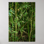 Bamboo Forest posters