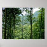 Bamboo Forest posters