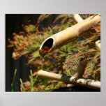 Bamboo Fountain posters