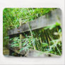 Bamboo (FreeWallpaperBlog.com)