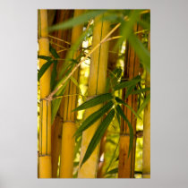 Bamboo garden posters