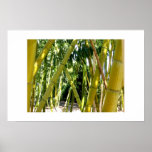 Bamboo Garden posters