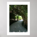 Bamboo Grove Canopy Poster