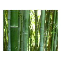 Bamboo Grove posters by raptorsnaps Bamboo Grove posters