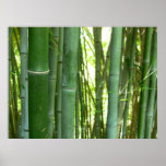 Bamboo Grove posters