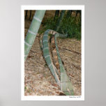 Bamboo Grove Poster