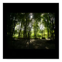 Bamboo Oasis posters by Publio Bamboo Oasis posters