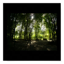 Bamboo Oasis posters by Publio Bamboo Oasis posters