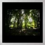 Bamboo Oasis posters
