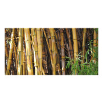 Bamboo Photo Cards