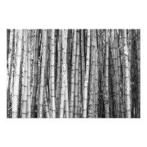 Bamboo Photo Print
