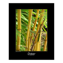 Bamboo posters by Lindsay_Demeter Bamboo posters