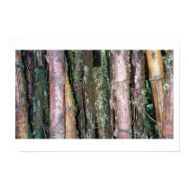 Bamboo posters by ohow9ip Bamboo posters