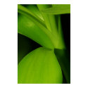 Bamboo posters by JuliaGoss Bamboo posters
