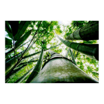 Bamboo posters by panoramica Bamboo posters