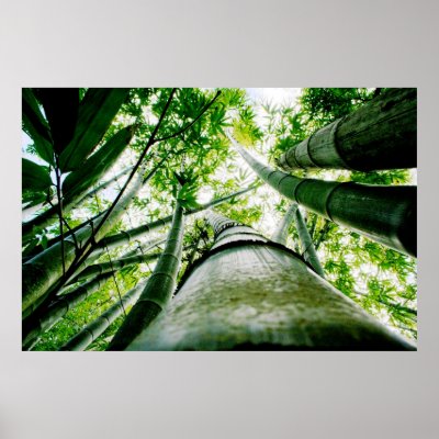 Bamboo Poster by panoramica