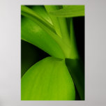 Bamboo posters