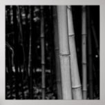 Bamboo Poster