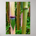 Bamboo posters
