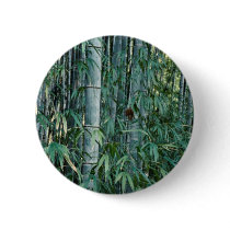 Bamboo trees, Kumamoto, Japan Pins