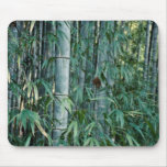 Bamboo trees, Kumamoto, Japan Mouse Pads
