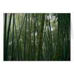 Bamboos Cards