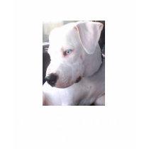 Ban Ignorance not dogs STOP BSL t-shirts by Jackierocks920 Ban Ignorance not dogs STOP BSL t-shirts