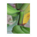 banana beauty posters