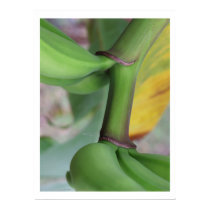 banana beauty posters by blacqbook banana beauty posters