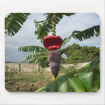 Banana Bloom mousepads