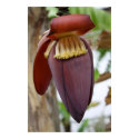 Banana Flower posters