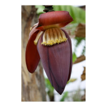 Banana Flower posters