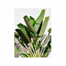 Banana Green Plant On White Wall photo sculptures by lifesphere Banana Green Plant On White Wall photo sculptures