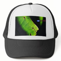 Banana Leaf At Balboa Park In San Diego hats