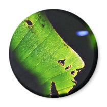 Banana Leaf At Balboa Park In San Diego Fridge Magnets