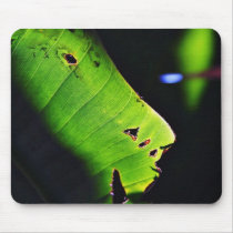 Banana Leaf At Balboa Park In San Diego Mouse Pads